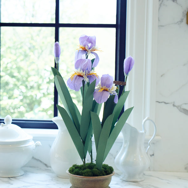The Green Vase for Provence Poiriers - Purple Bearded Irises